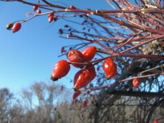 ロサ・カニナの実