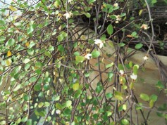 ワイヤープランツ