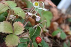 ワイルドストロベリー