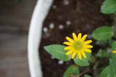 可愛いサンビタリア