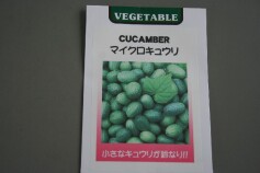 マイクロキュウリ