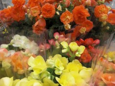 本日ＯＰＥＮ！！