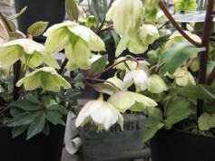 ‘ウインターベル’