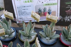 月兎耳（つきとじ）