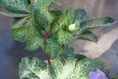 クリスマスローズ‘ウインタームーンビーム’