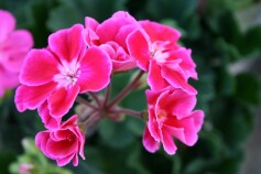 ゼラニウム第2弾