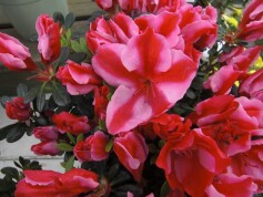 アザレア‘カメレオン‘