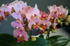 オレンジマジック