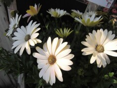 オステオスペルマム