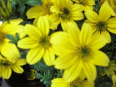 ビーダンス　イエロー