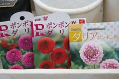 ダリアの球根
