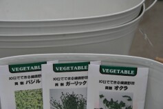 大人気！スプラウト