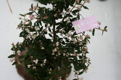 テンノウメ（天皇梅）