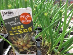 「そのままミニ玉ねぎ」