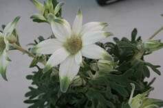 フランネルフラワー