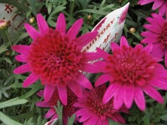 ボンザ®マーガレット