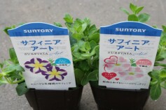 サフィニアシリーズ入荷