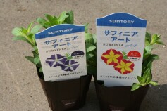 サフィニアシリーズ入荷　第二弾