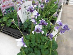 宿根パンダスミレ