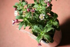 ザルジアンスキア‘ムーンライトフレグランス’