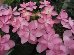 アジサイ‘ダンスパーティ’