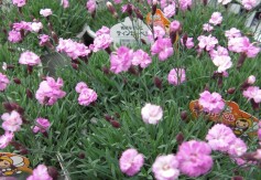 「ティンカーベル」