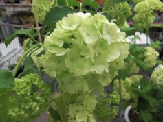 ビバーナム・スノーボール（西洋手毬カンボク・ロゼウム）