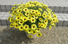 「マックスマムを上手に育てるコツ」講習会