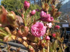 サクラ‘カンザン’