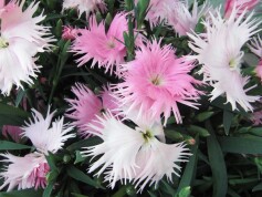 ナデシコ‘ピーチプリンセス’