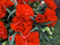 ポットカーネーション‘レッチーノ’