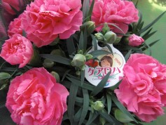 ポットカーネーション‘ケアロハ’