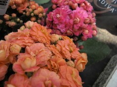 カランコエ‘グランディーバ’