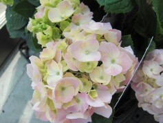 アジサイ‘霧島の恵’