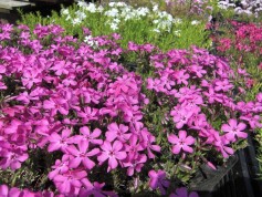 ピンクのじゅうたん