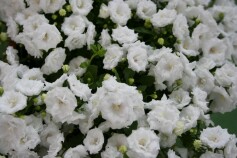 カンパニュラ‘ホワイトワンダー’