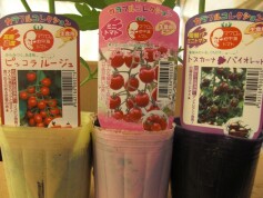 マウロの地中海トマト苗！！