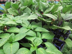 野菜苗スタート！！