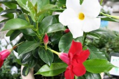 大人気！サンパラソル