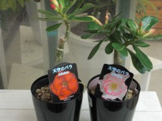 八重咲きアデニウム