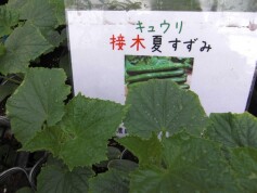 接ぎ木キュウリ