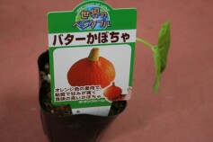 バターかぼちゃ