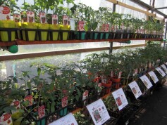 トマトいろいろ