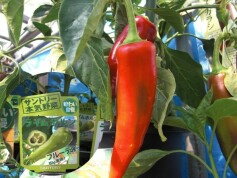 ピーマン‘ライムホルン’