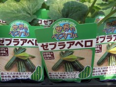 ズッキーニ‘ゼブラアペロ’