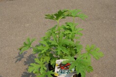 ハーブ　ゼラニウム