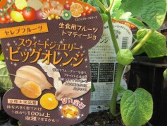 ‘スウィートジュエリー　ビッグオレンジ’