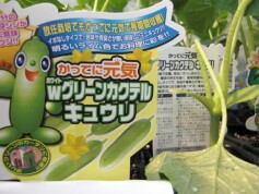 キュウリ‘Ｗグリーンカクテル’