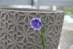 カンパニュラ‘ラ・ベル’