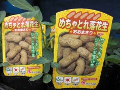 ラッカセイ‘オオマサリ’